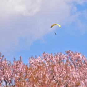 パラグライダーと桜の画像