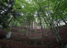 中村家の墓地と進徳の森の写真