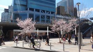 新宿駅の桜