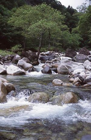 大田切川支流の黒川源流部(写真)
