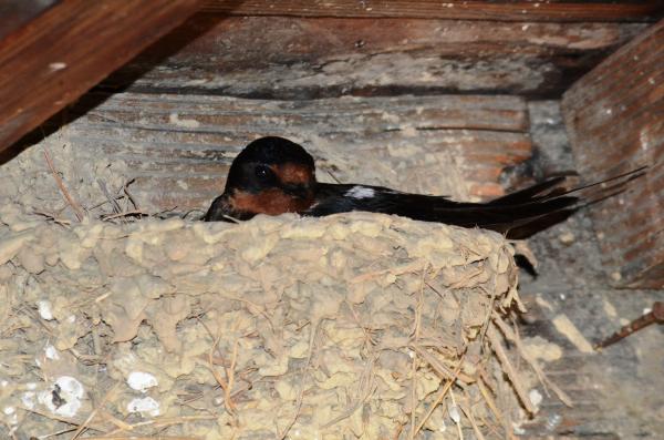 ツバメの巣(写真)