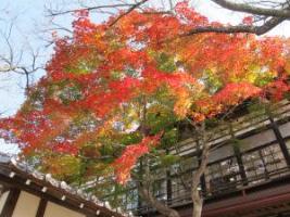 高遠城址公園紅葉2（イメージ）