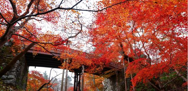 高遠城址公園紅葉1（イメージ）