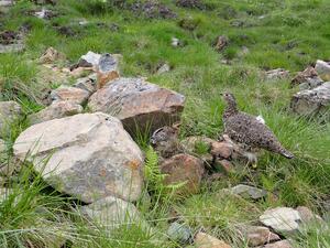図.防鹿柵内で高山植物を啄むライチョウの親子