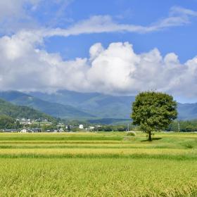 黄金色の田んぼの画像