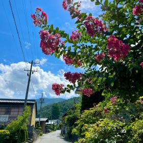 長谷のさるすべりの画像