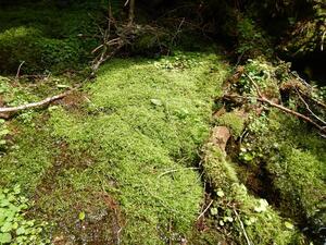 三峰川の源頭部の写真