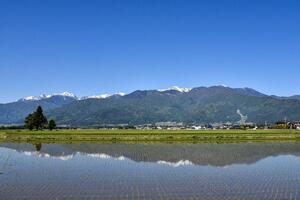 東春近の水田と中央アルプスの写真