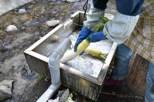 大根を洗っている様子の写真