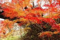 高遠城址公園紅葉（画像）