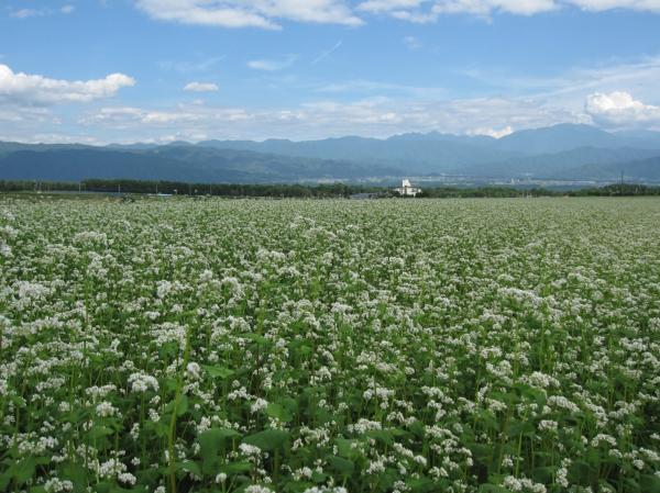 そばの花