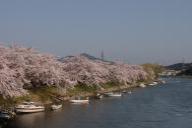 震災前の気仙沼市の桜並木