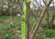 伊那で育まれた気仙沼行きの桜