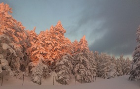ピンクに染まる黒百合平の写真