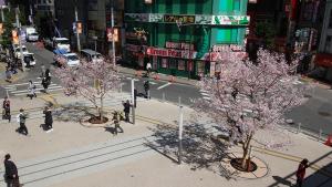 新宿駅甲州街道からみた桜
