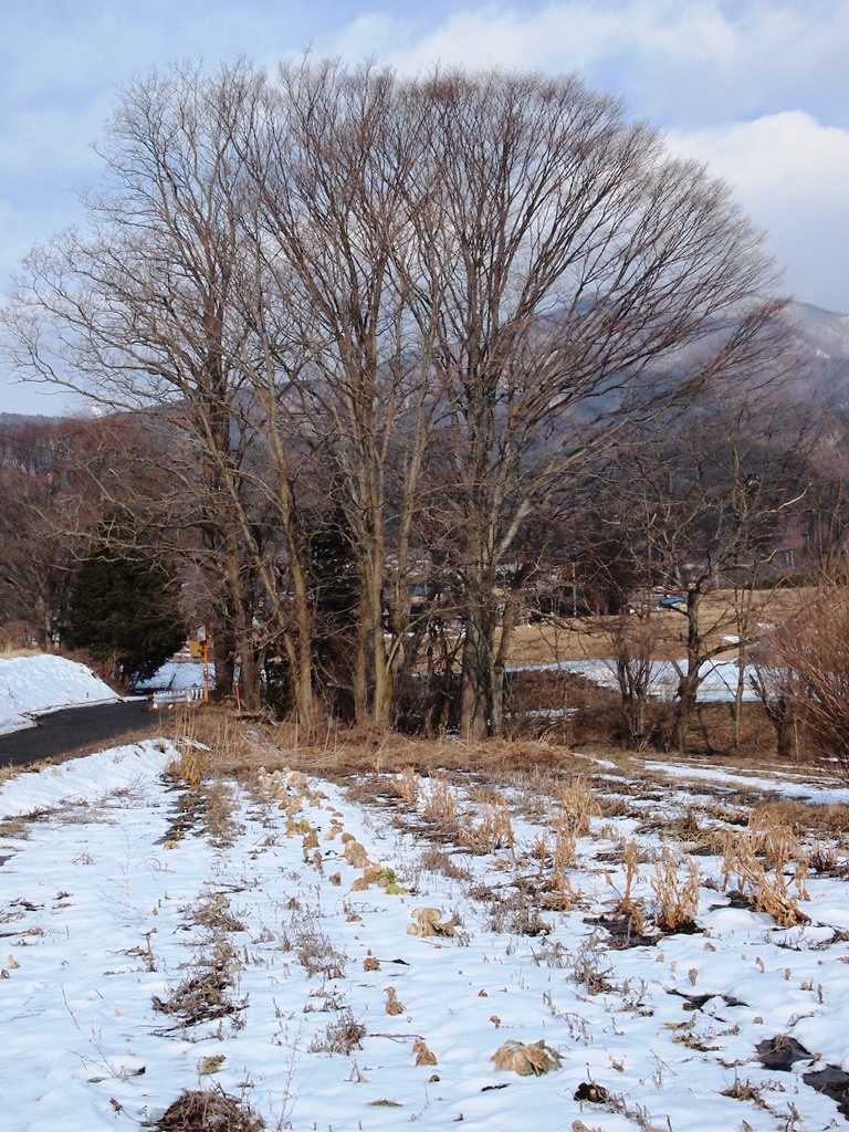 戸谷川上流の木々（写真）