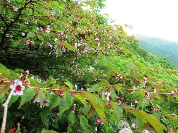 タカネザクラ（写真）