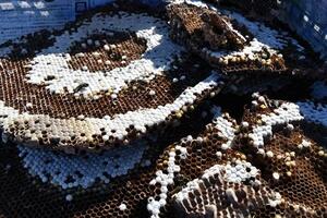 地蜂の巣の写真