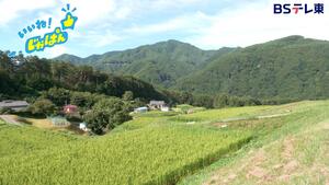 田んぼと山の写真