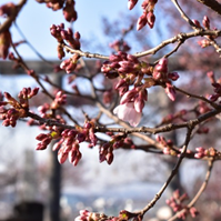 朝日を受けた桜
