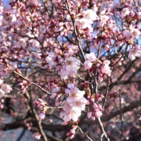 高遠駅の桜の花