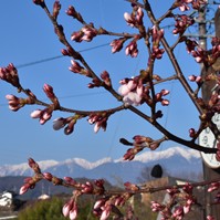 高遠駅の桜
