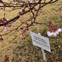 タカトオコヒガン開花