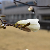 コブシの白い花