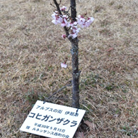 植樹された桜