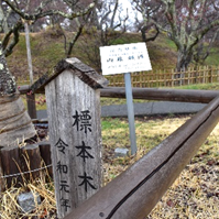 標本木標柱