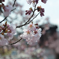 信号付近の桜の拡大写真