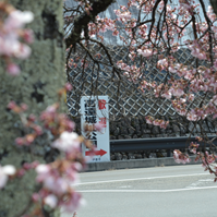 信号付近の桜の写真
