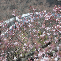 公園南側の桜