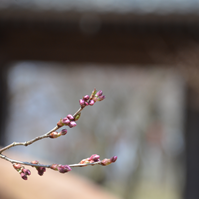 桜雲橋付近の桜のつぼみの写真