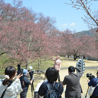 開花宣言の写真