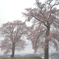 桜の大木の写真