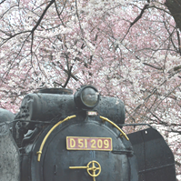 D51と桜の写真