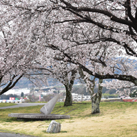 堤防に植えられた桜の写真