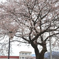 校舎と桜の写真