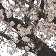 桜の花の写真
