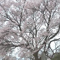 大きな桜の木の写真