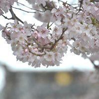 見頃の桜の写真