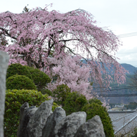 石仏と桜の写真