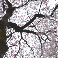 下から見上げた桜の写真