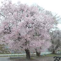 校庭の桜の別角度の写真