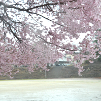 校庭の桜の写真