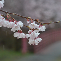 雨に濡れるコヒガンザクラの写真