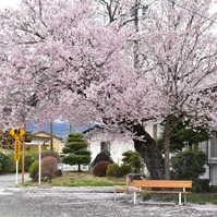 ベンチと桜の写真