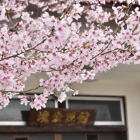公民館の額と桜の写真