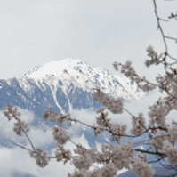 山と桜の写真